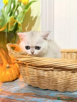 British Shorthair cats - Advert 16
