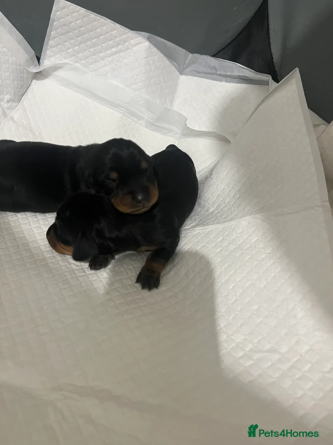 Miniature Dachshund dogs for sale: Gorgeous litter of mini dachshund puppies❤️ - Advert 11