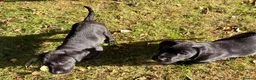 Labrador Retriever dogs for sale: Stunning KC Black Labrador Puppies- 2 boys/1 girl  in Sherborne - Advert 7