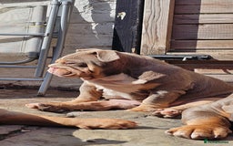 English Bulldog dogs for sale: Final Female English Bulldog available - Image 5