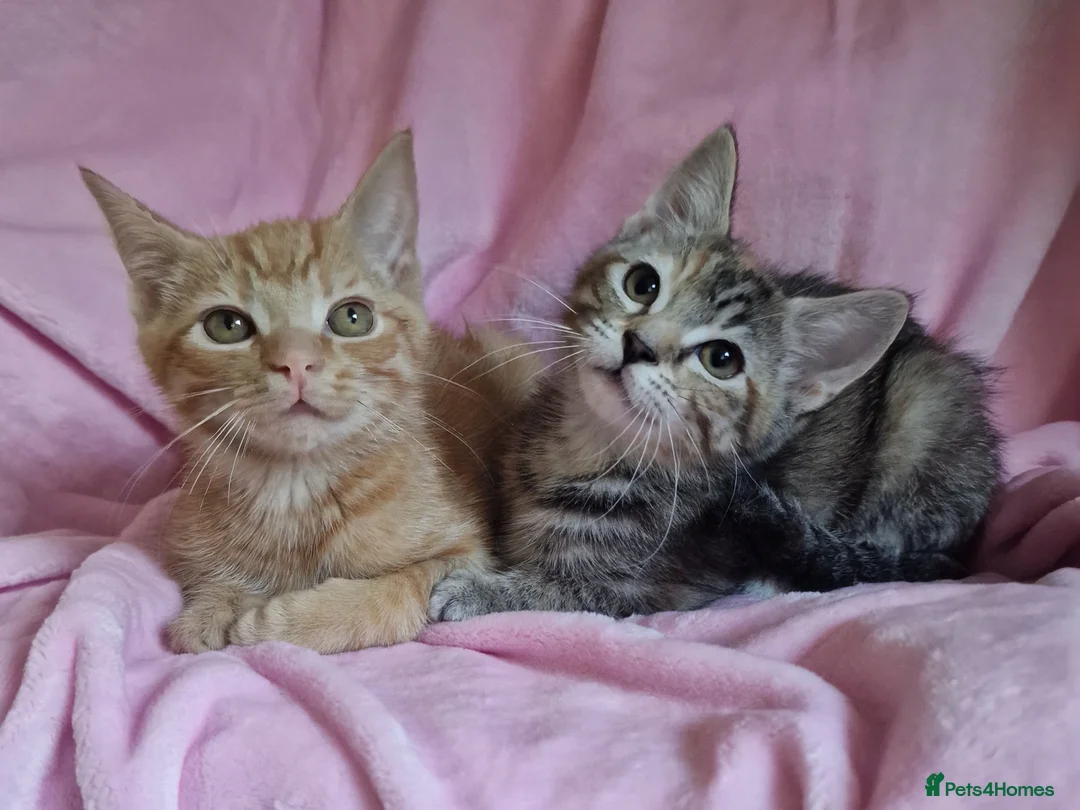 Mixed Breed cats for sale: Cute kittens  - Advert 4
