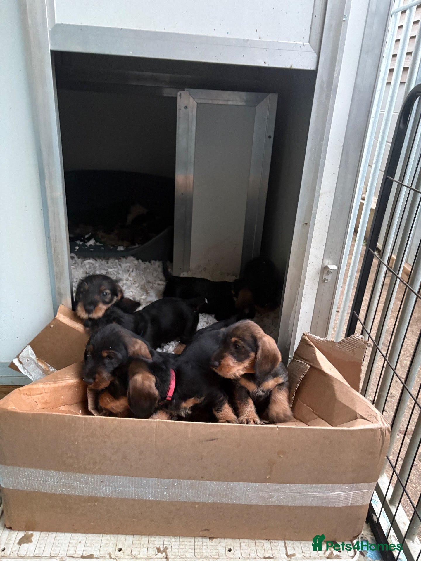 Dachshund dogs for sale: Wired Hair Dachshund Teckle Puppies - Advert 1