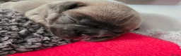 French Bulldog dogs for sale: Beautiful, Chunky, Frenchie Puppies - Advert 14