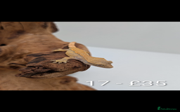 Gecko reptiles for sale: Beautiful baby crested geckos! - Image 16