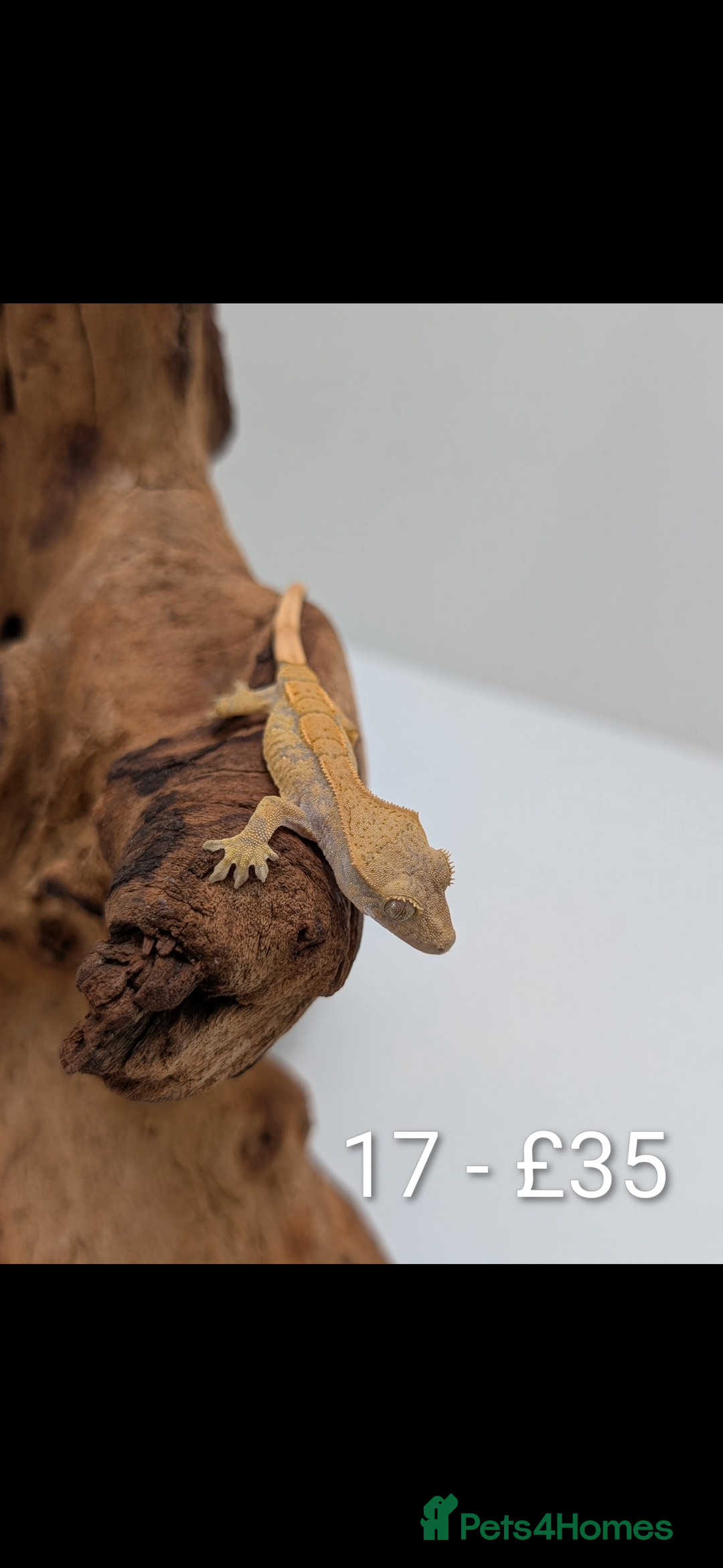 Gecko reptiles for sale: Beautiful baby crested geckos! - Image 16