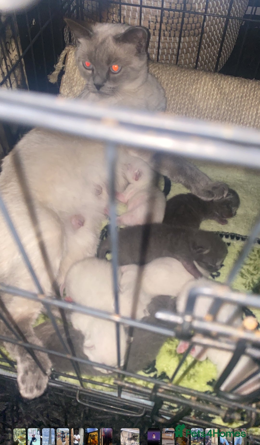 Ragdoll cats for sale: Ragdoll x British shorthair  - Image 2