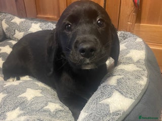 Springador dogs Beautiful Springador Puppies - Advert 6