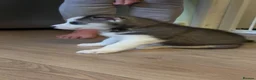 Siberian Husky dogs for sale: Beautiful Siberian husky puppies - Advert 3