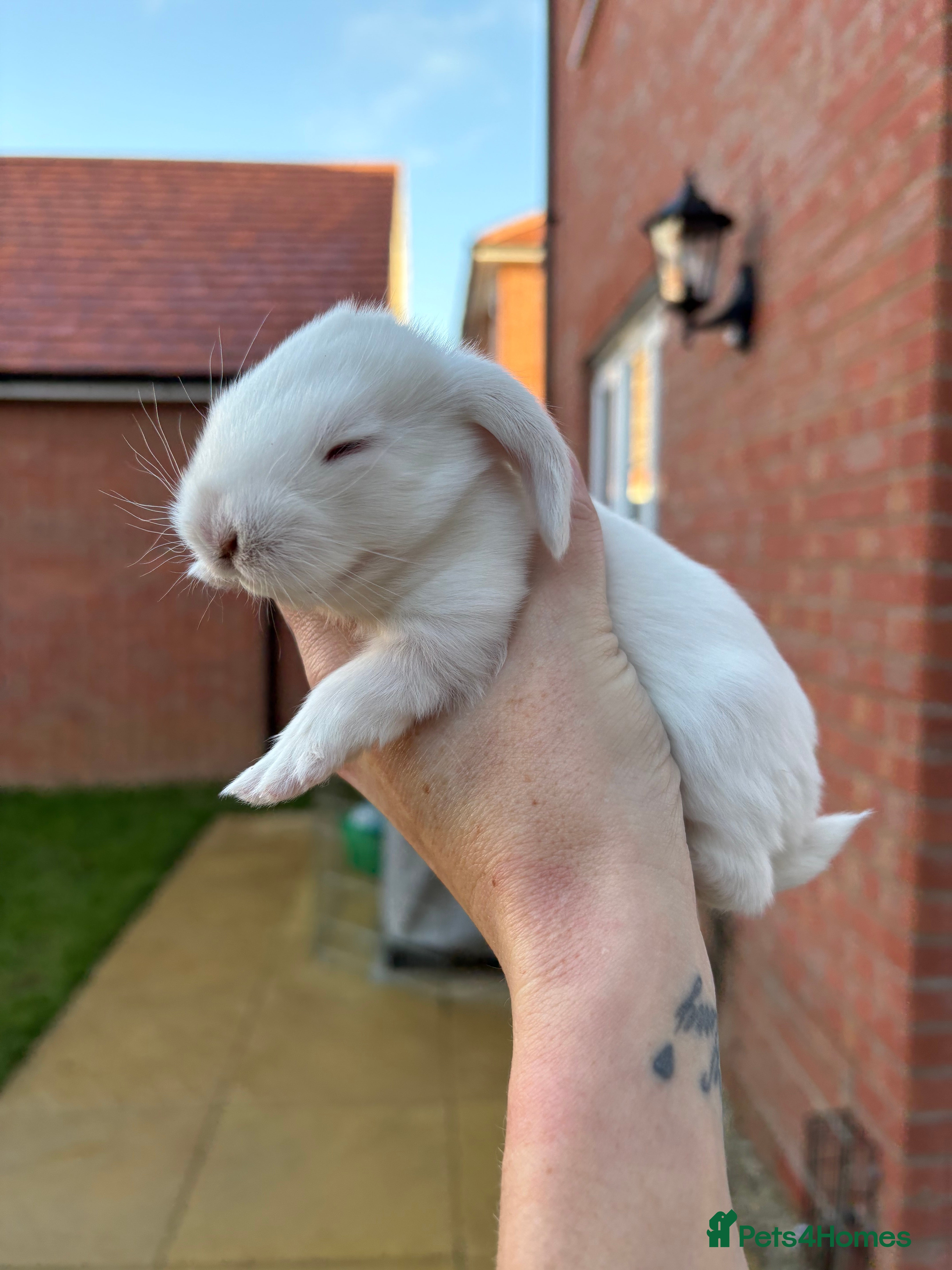 French Lop rabbits REW French Lop - Advert 2