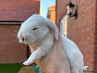 French Lop rabbits REW French Lop - Advert 1