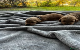 Cocker Spaniel dogs for sale: ✨ Cuddles Await from our Cocker Spaniel Pups  - Image 24