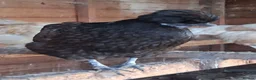 Mixed Breed poultry for sale: Mixed Flock Available  - Advert 7