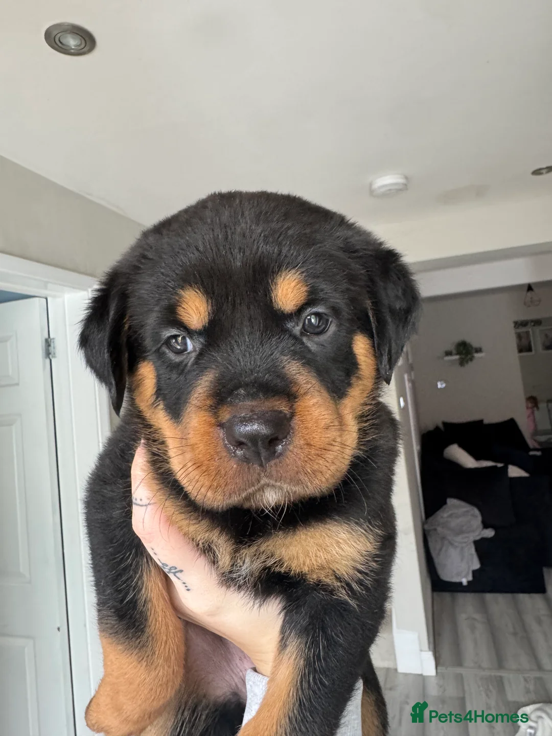 Rottweiler dogs for sale: Rottweiler puppies  - Advert 2