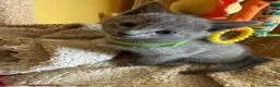 Russian Blue cats for sale: TICA REGISTERED Pure Breed Russian Blue Kittens - Advert 4