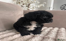 Sproodle dogs for sale: Sproodle puppies  - Image 24