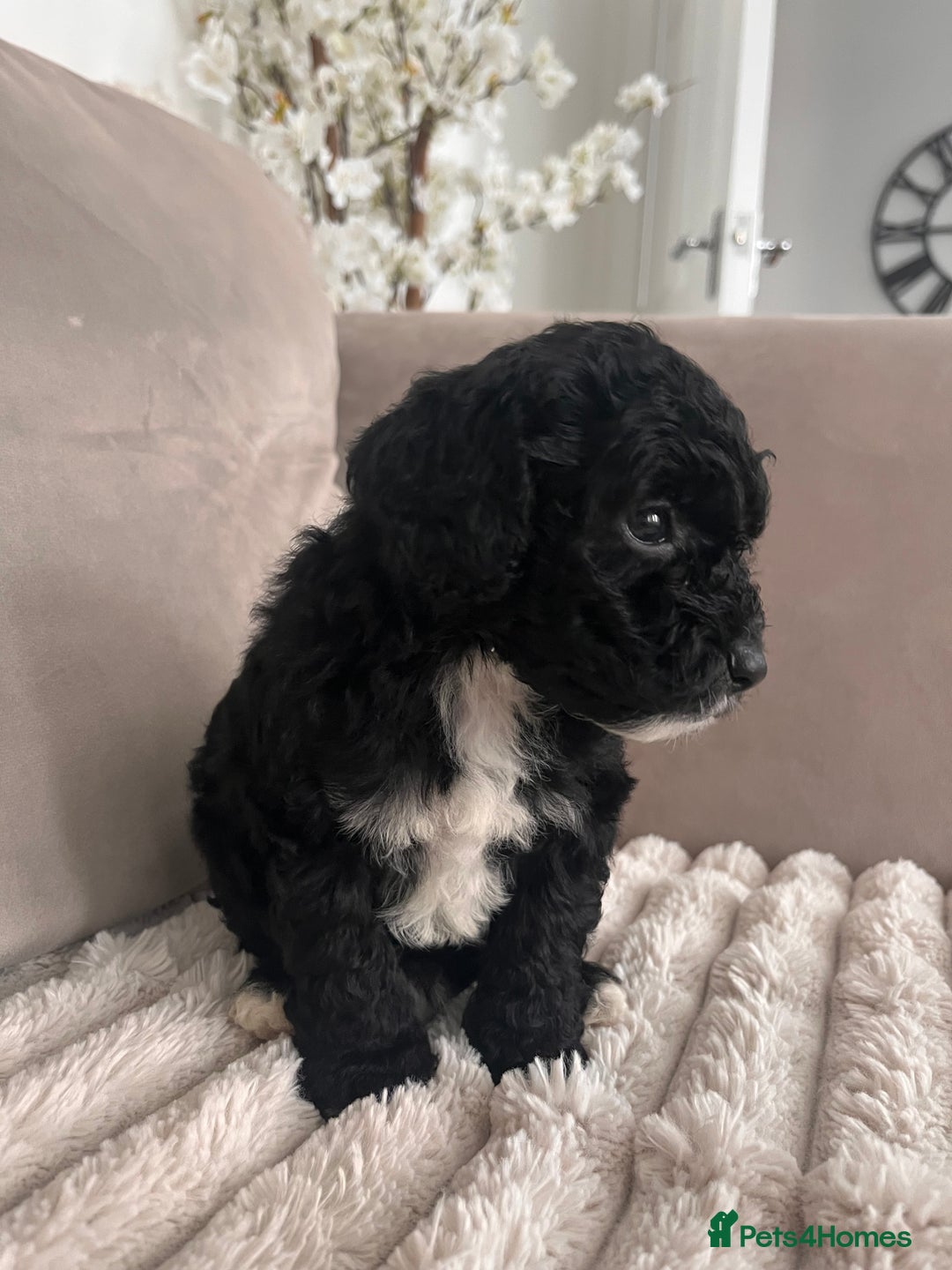 Sproodle dogs for sale: Sproodle puppies  - Image 24