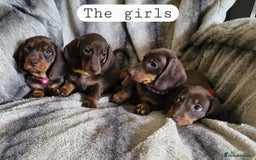 Miniature Dachshund dogs for sale: *READY TO LEAVE 2 LEFT* Miniature Dachshunds in Market Harborough - Image 7