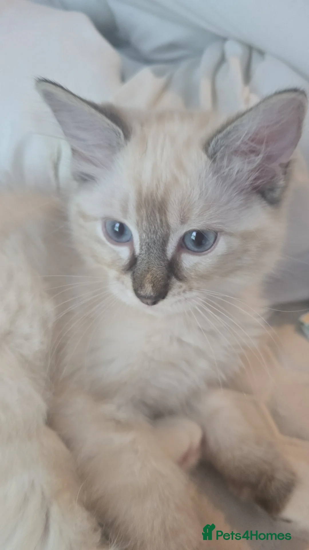 Ragdoll cats for sale: Pretty boy  - Advert 2