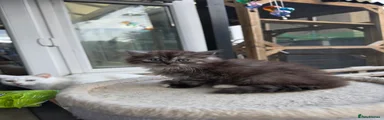 British Longhair 2