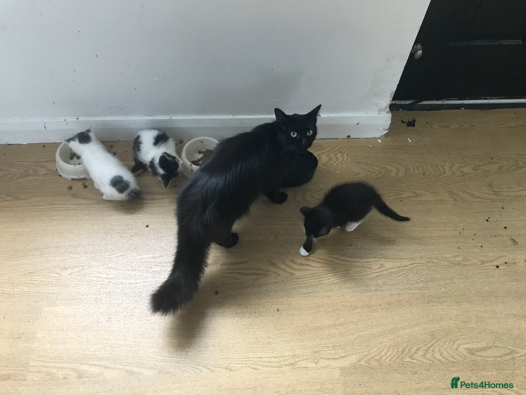 Mixed Breed cats for sale: Fur babies - Image 12