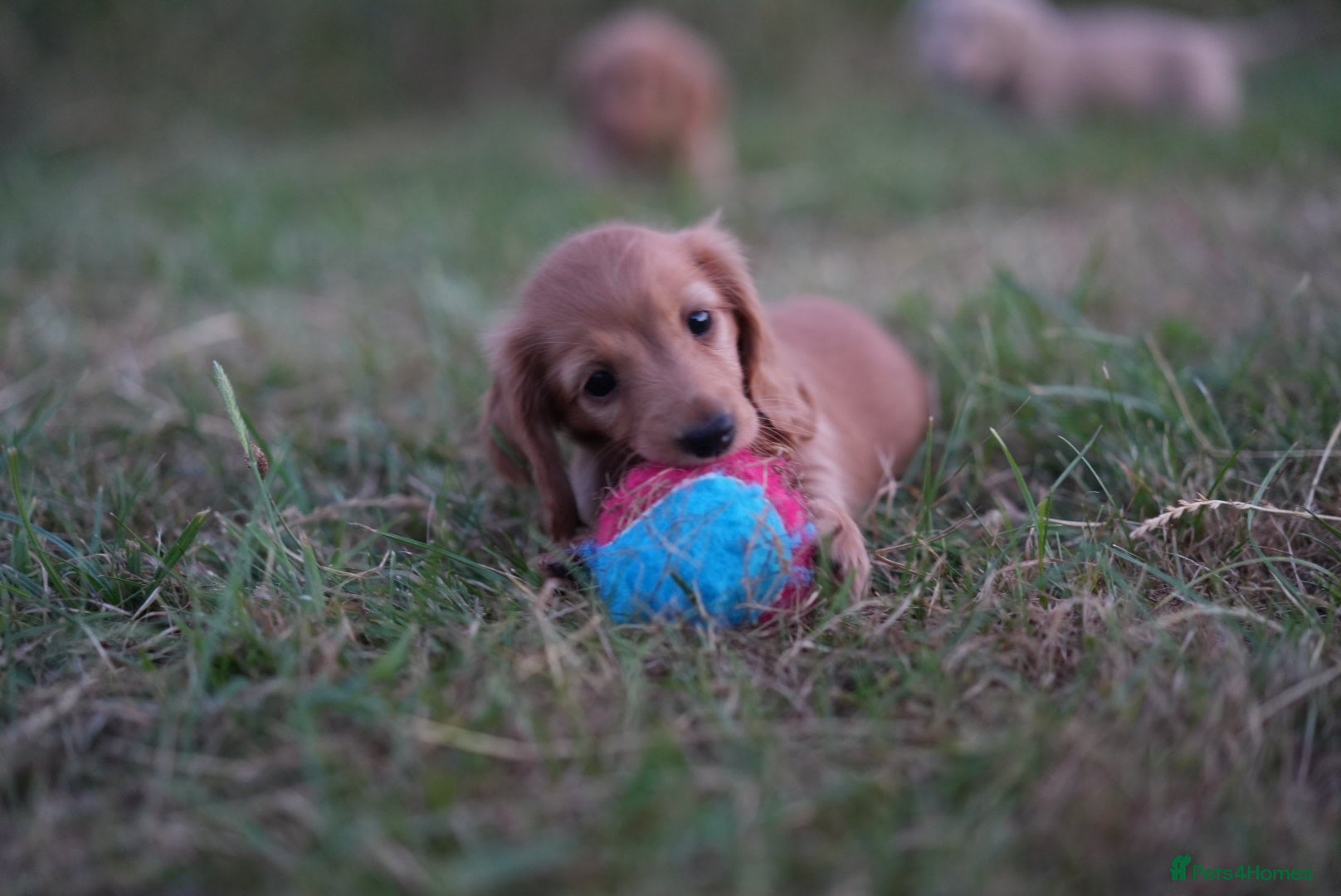 Miniature Dachshund dogs Kc Reg, Health Tested, IVDD Screened Mum  - Advert 2