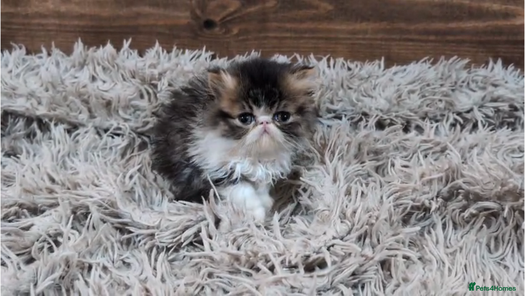 Persian cats for sale: Persian Kittens For Sale - Advert 9