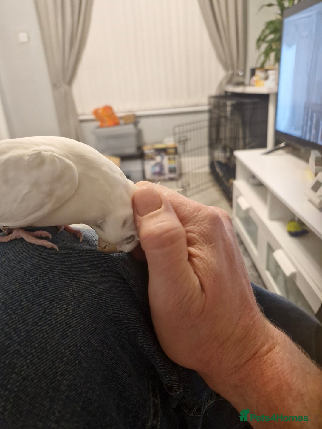 Cockatiels birds for sale: Cockatiel  - Advert 11