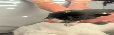 Border Collie 4