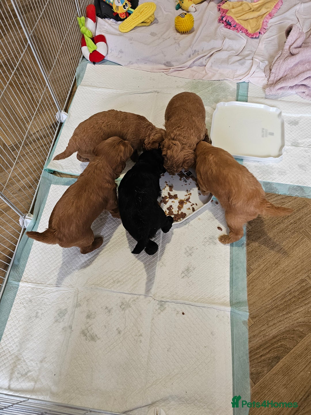 Jackapoo dogs for sale: 3 Beautiful F1B Jackapoo puppies. - Image 9