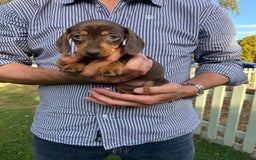 Miniature Dachshund dogs for sale: READY NOW Miniature Daschund Pups Dapples Piebalds - Image 9