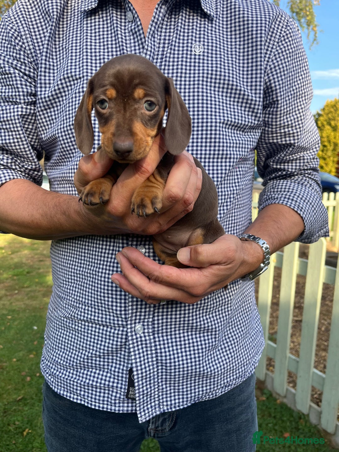 Miniature Dachshund dogs for sale: READY NOW Miniature Daschund Pups Dapples Piebalds - Image 9