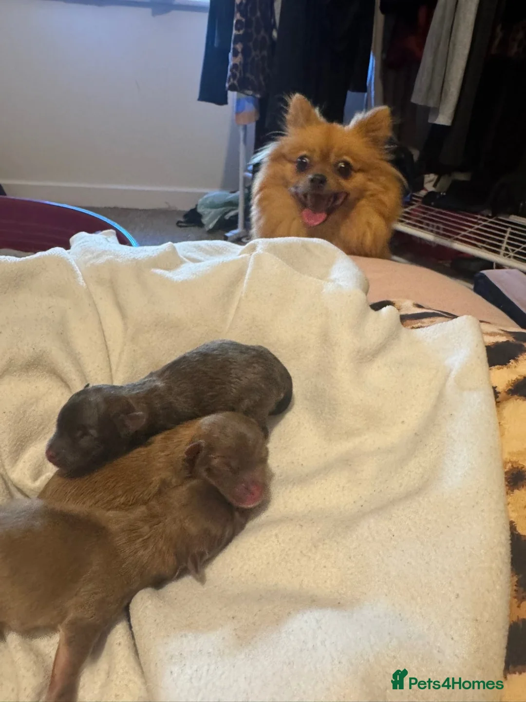 Pomeranian dogs for sale: Male Pomeranian puppy - Advert 5