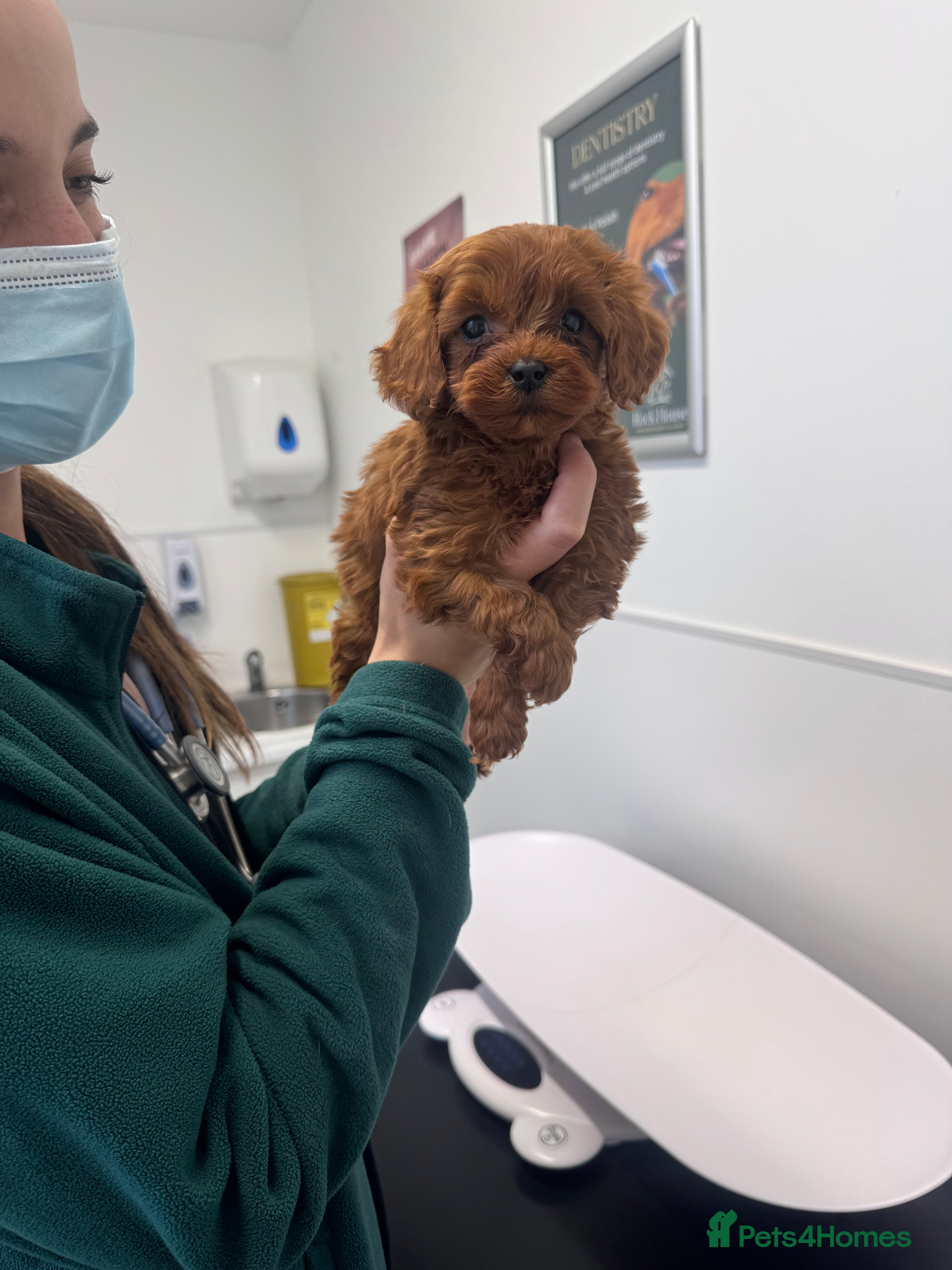 Cavapoo dogs PERFECT CAVAPOOS ❤️ - Advert 10