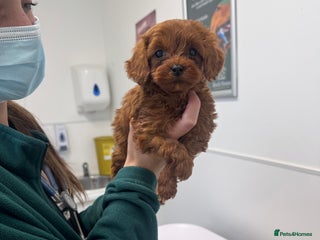 Cavapoo dogs PERFECT CAVAPOOS ❤️ - Advert 7
