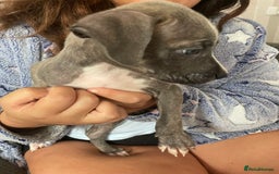 Mixed Breed dogs for sale: Presa canairo x American bulldog  - Image 9