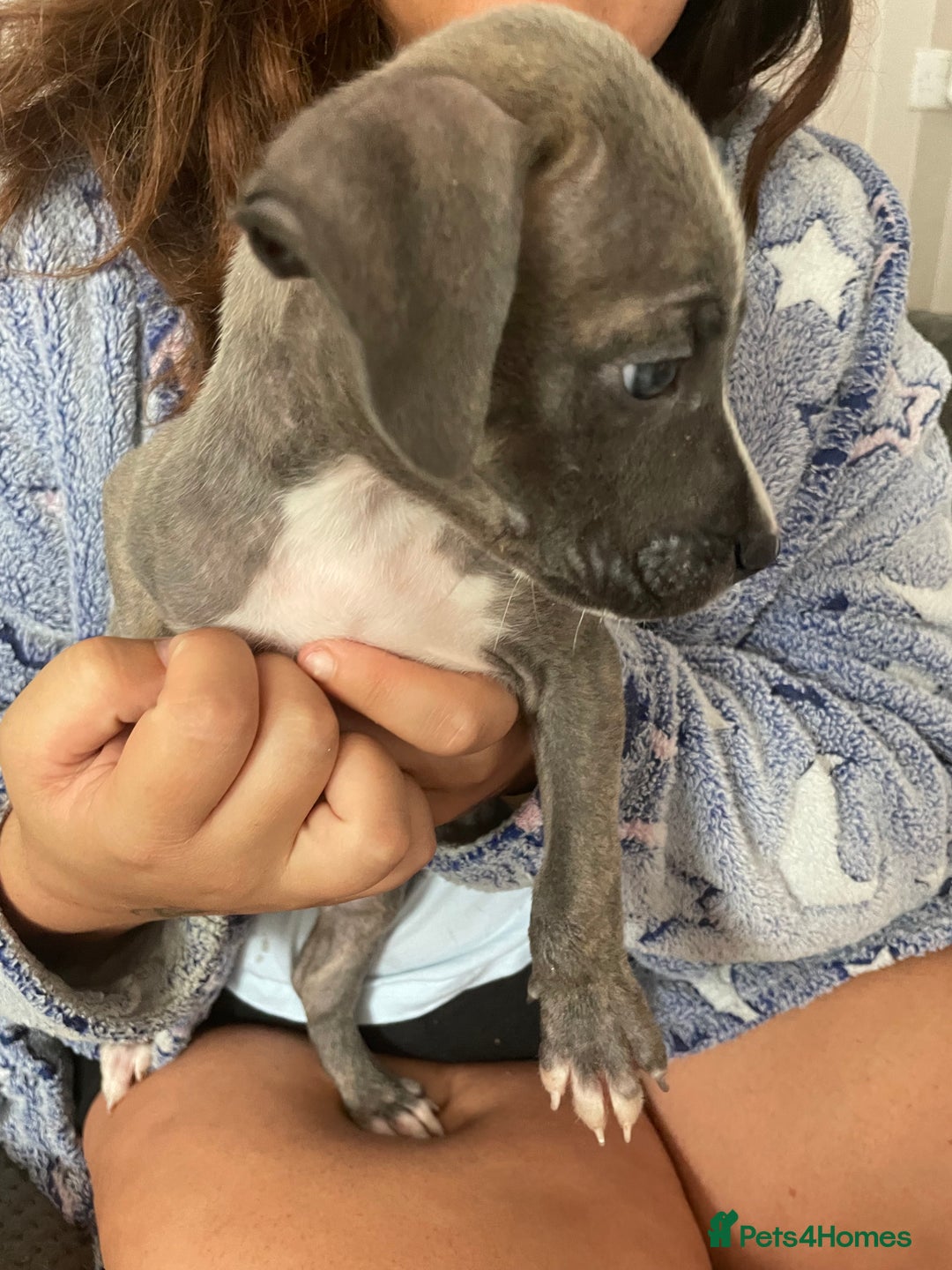 Mixed Breed dogs for sale: Presa canairo x American bulldog  - Image 9