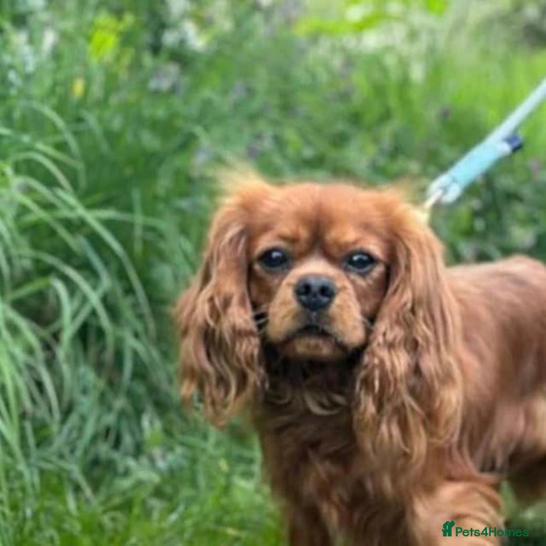 Cavapoo dogs for sale: Stunning Cavapoo Puppies - Advert 20