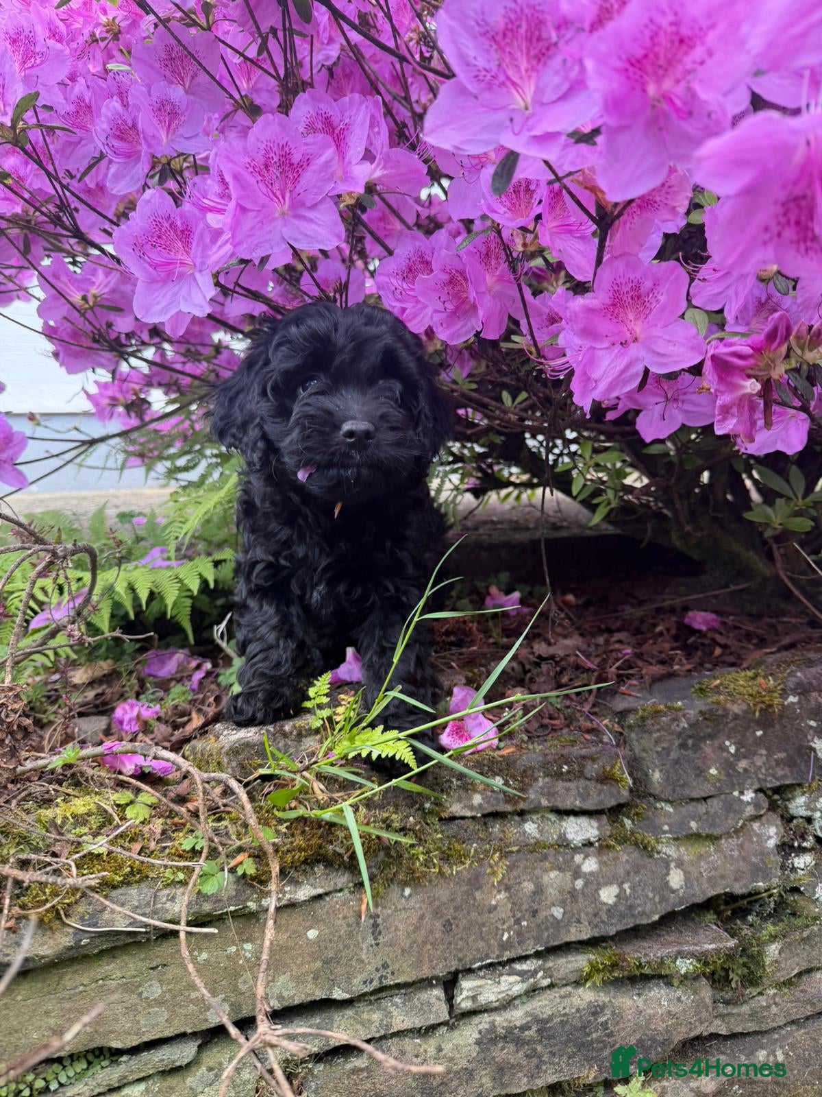 Cavapoo dogs ‼️3 F1B Cavapoo puppies at a reduced rate ‼️ - Advert 1