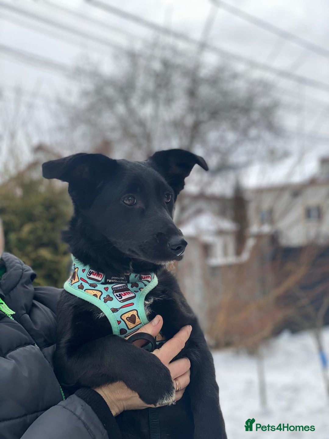 Mixed Breed dogs for adoption: 💖🐶 LADY AND DORY 🐶💖 - Advert 18