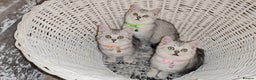 British Shorthair cats for sale: 🏆 Pedigree Silver British Shorthair Kittens 🏆 - Advert 4