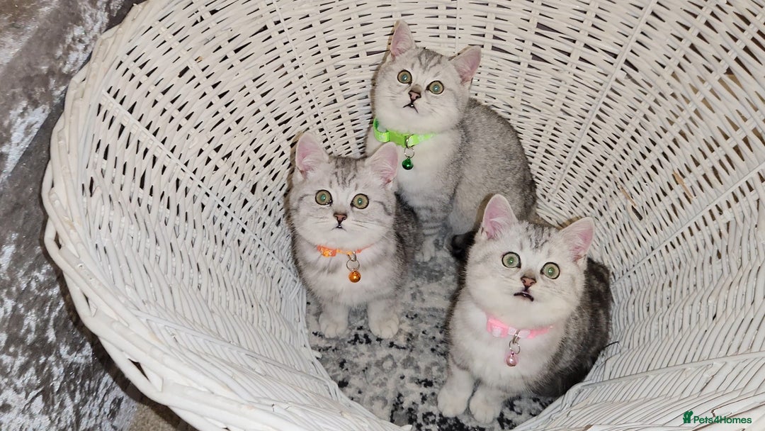 British Shorthair cats for sale: 🏆 Pedigree Silver British Shorthair Kittens 🏆 - Advert 4