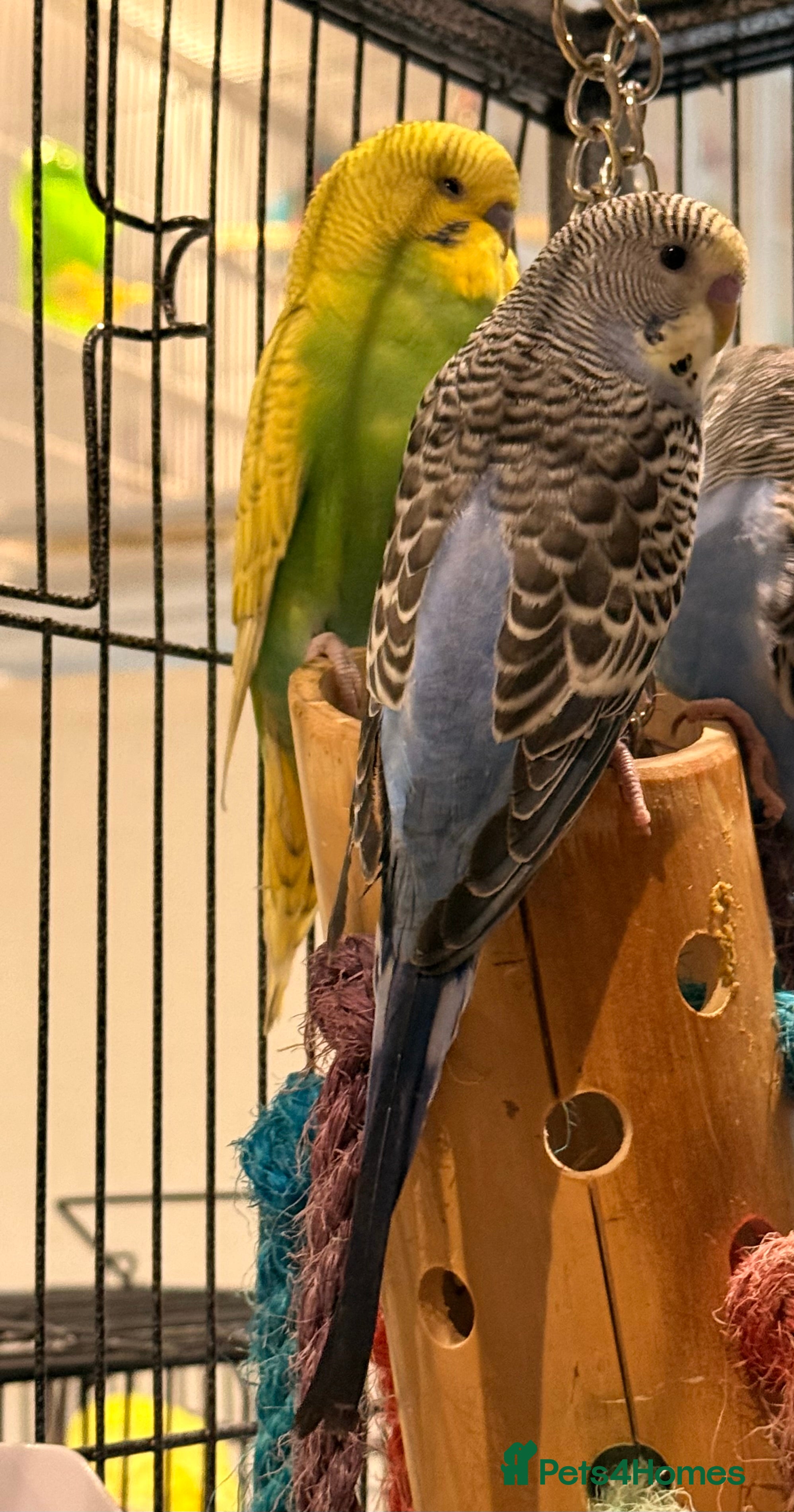Budgerigars birds  Pair of budgies 3 months old  - Advert 19