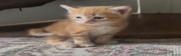 Mixed Breed cats for sale: Kittens - Advert 2