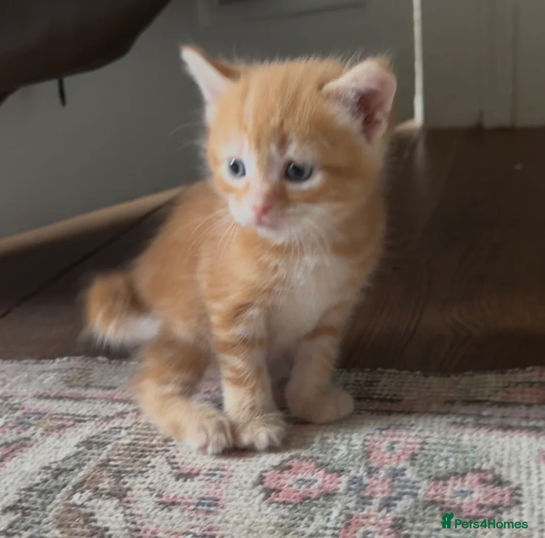Mixed Breed cats for sale: Kittens - Advert 2