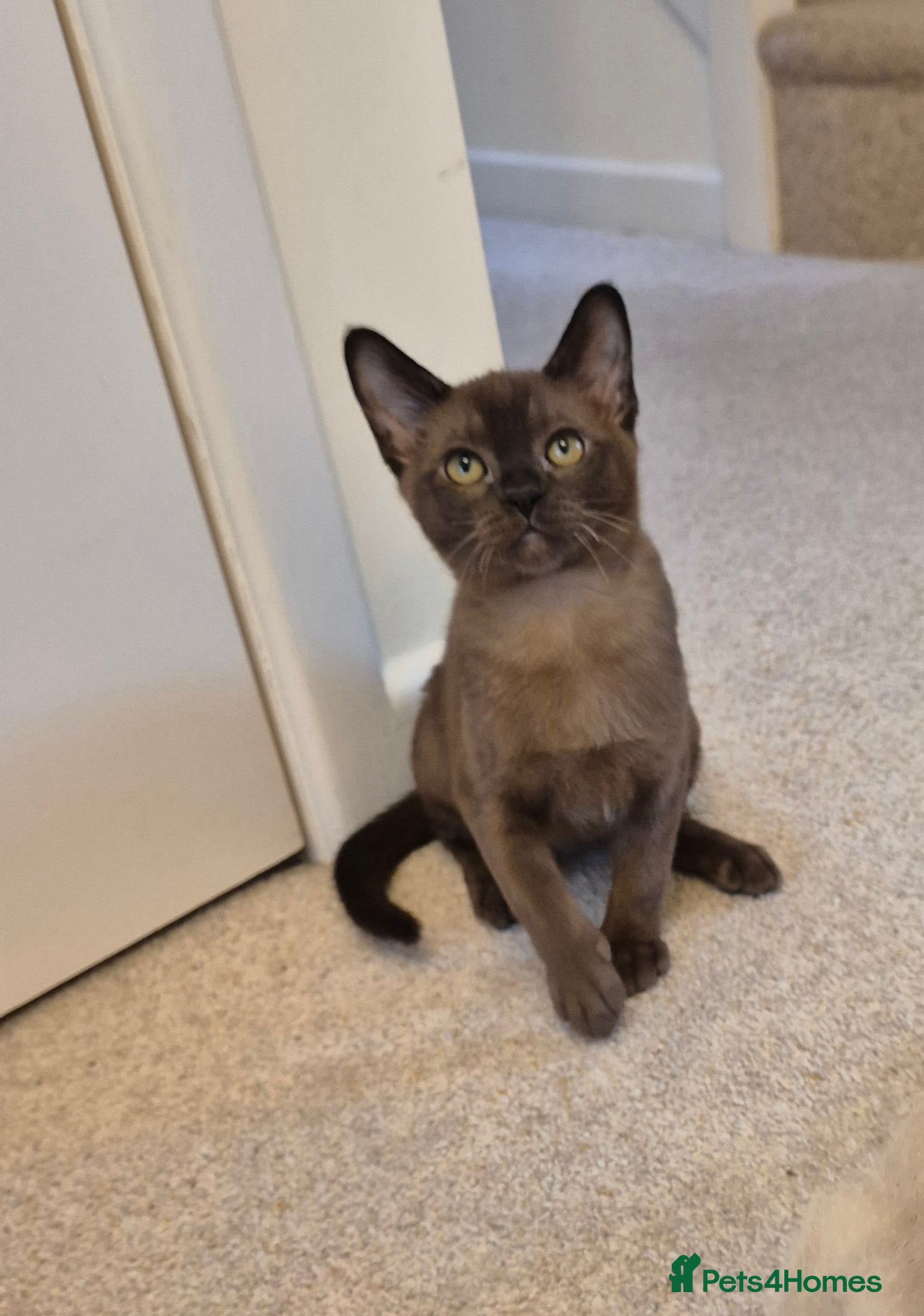 Burmese cats Pedigree Burmese Kittens Available - Advert 1