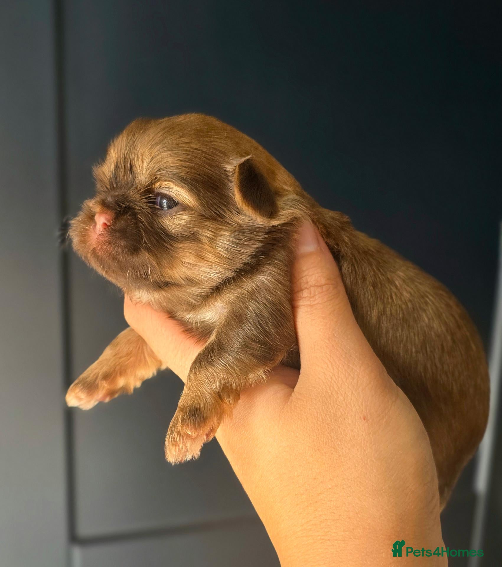 Shih Tzu dogs Beautiful Shih Tzu Puppies - Advert 6