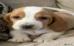 Basset Hound dogs for sale: basset hound puppies - Image 3