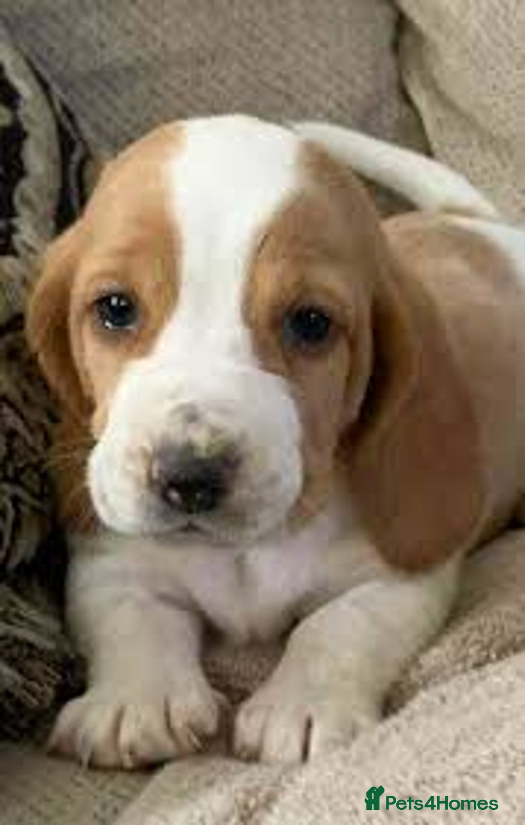 Basset Hound dogs for sale: basset hound puppies - Image 3