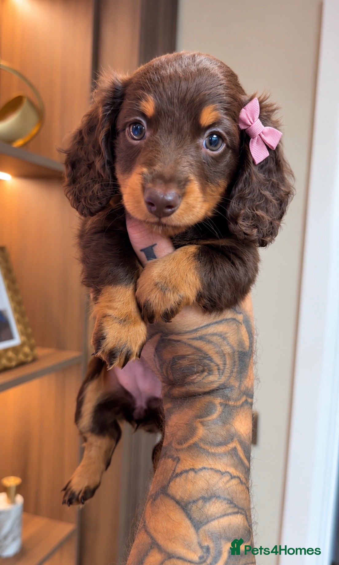 Miniature Dachshund dogs Our long haired miniature girl is available 🐶💗 - Advert 1