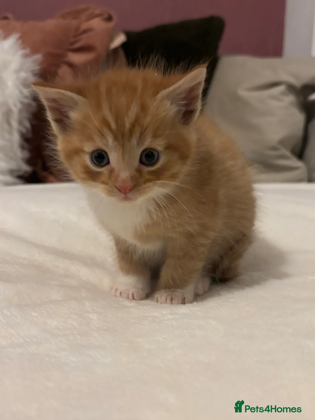 Mixed Breed cats for sale: Maine coon cross kittens ***ONLY ONE BOY LEFT!* - Advert 14